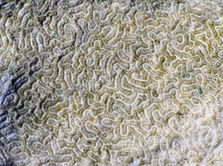 Coral on Lakena beach